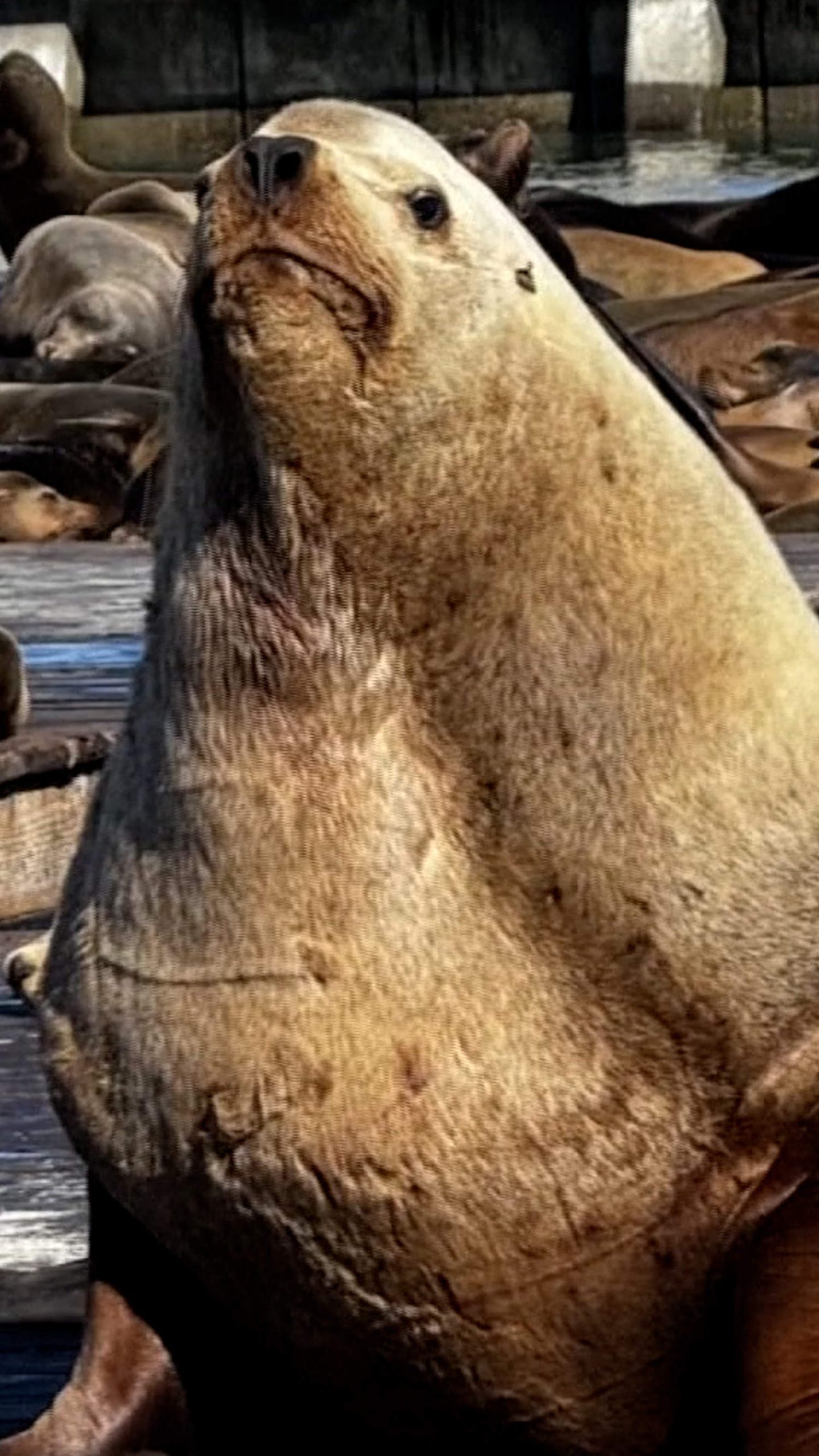 ‘Chonkers’ the sea lion going viral in San Francisco