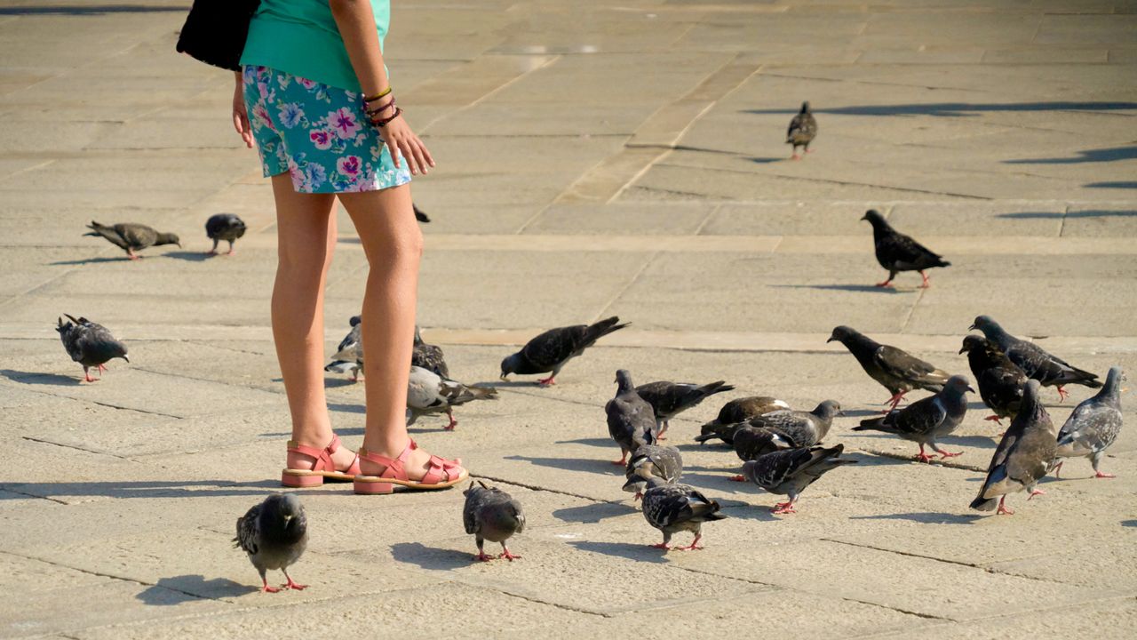 City birds appear to like men more than women, but experts have no idea why