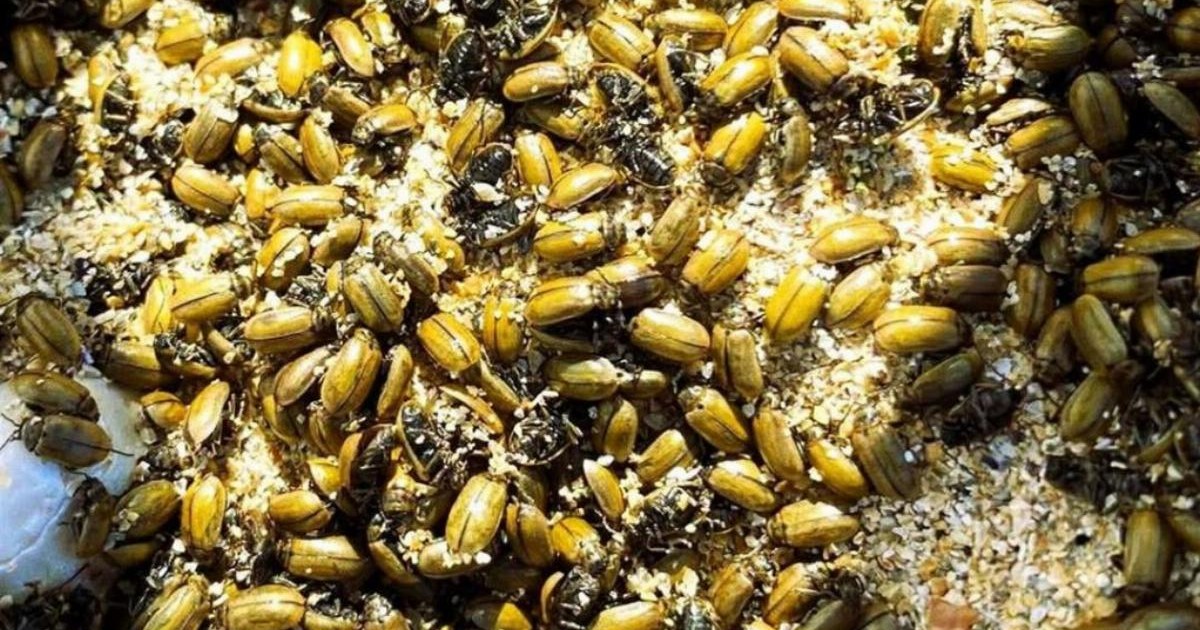 Beetle invasion blankets beaches with billions of dead insects