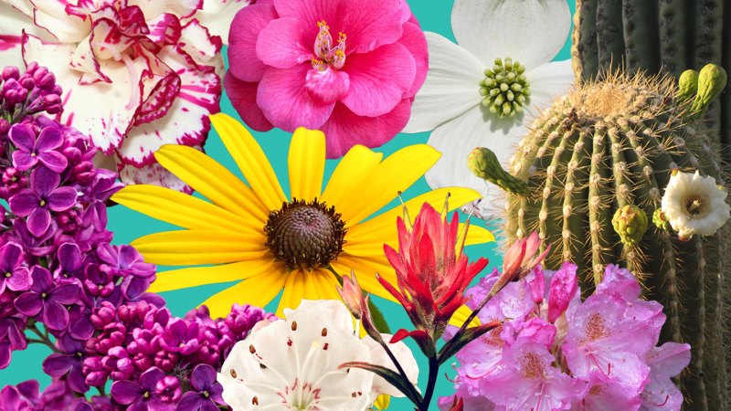 Celebrate America’s 250th birthday at a new state flower exhibit