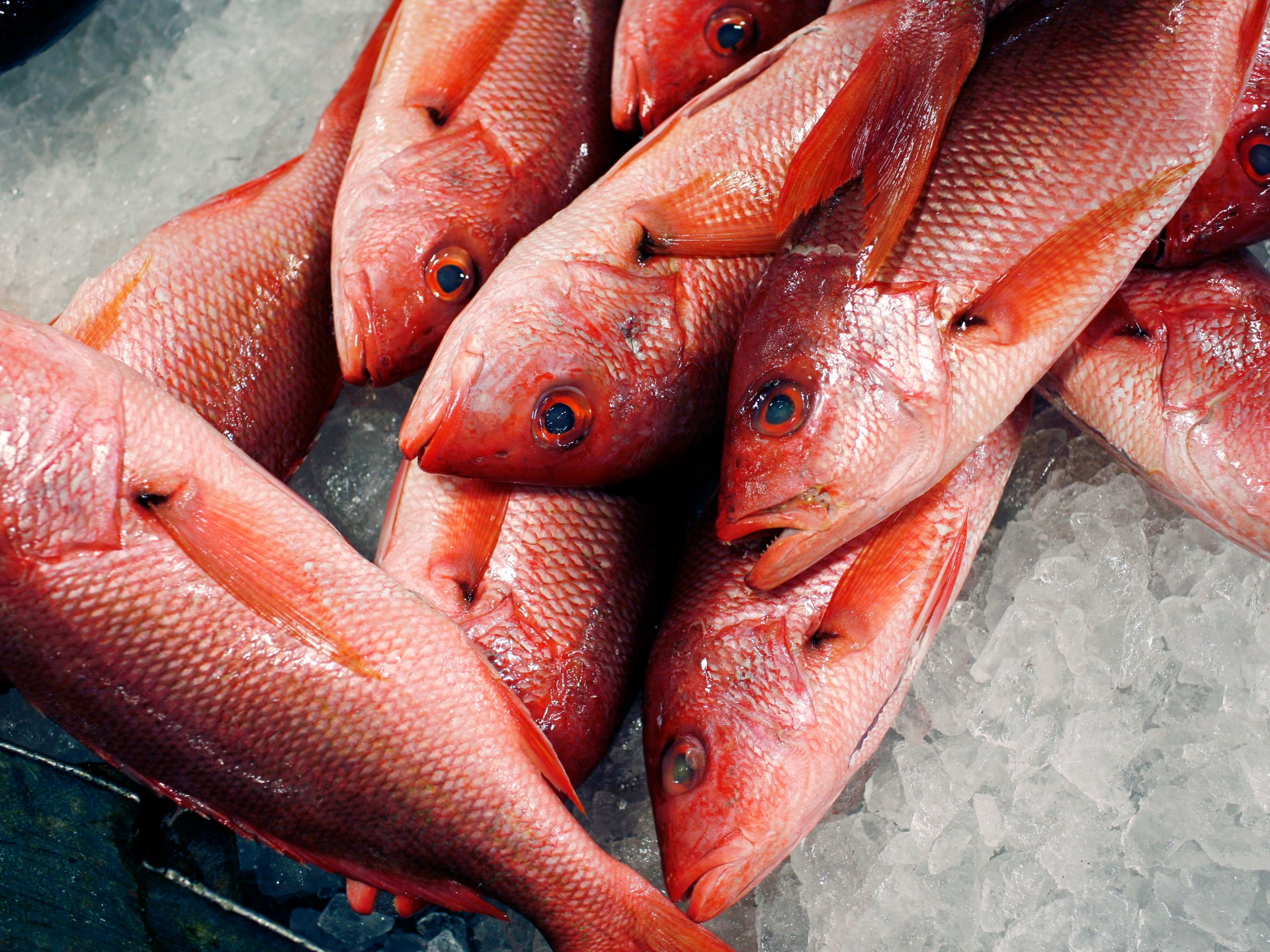Trump expands red snapper fishing as critics warn of overfishing