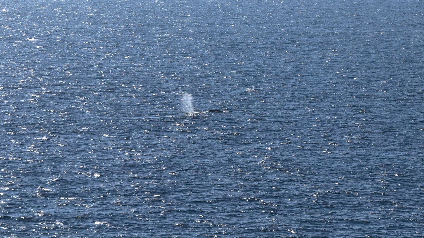 Timmy the stranded whale rescued after weekslong effort