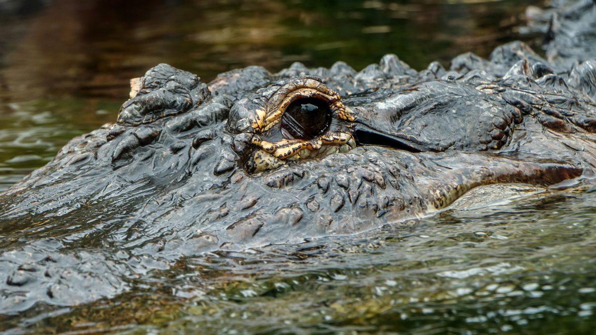 Don’t put faith in claim Florida man was arrested after trying to ‘baptize’ alligator in Waffle House