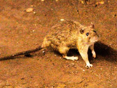 A suspected outbreak of the rare hantavirus on a cruise ship in the Atlantic kills 3 people