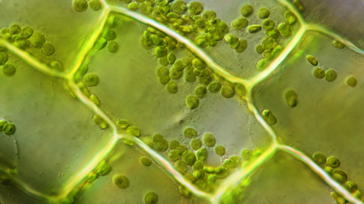 The Hidden Mathematical Dance Inside Plant Cells