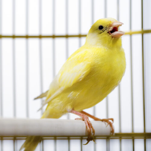 Canadian election databases use “canary traps”—and they work