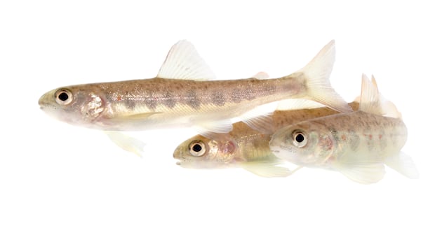 Researchers are giving salmon cocaine. Don’t worry, it’s for science