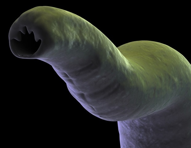 Phase 2 human clinical trial paves way for effective hookworm vaccine