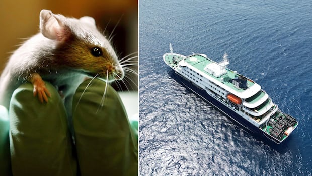 Human-to-human transmission of killer hantavirus suspected in cruise ship outbreak