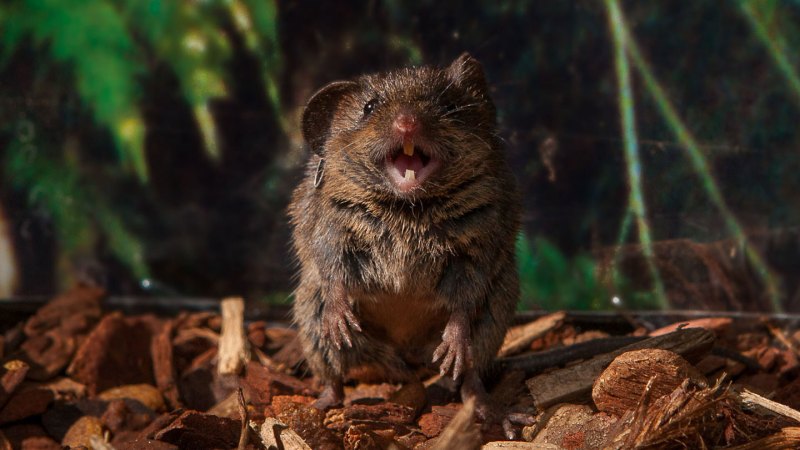 Singing mice puff up air sacs to make their sweet songs