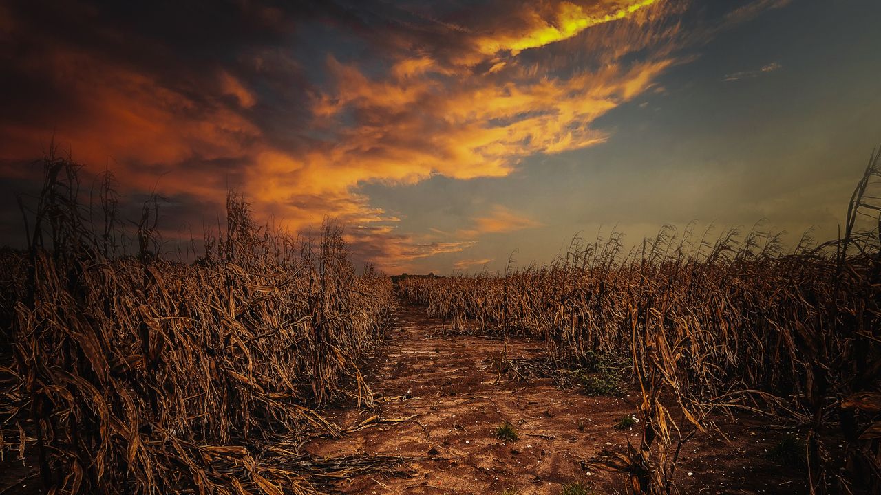 ‘Food insecurity is no longer just about low-income countries’: Environmental economist explains how climate change is pushing agricultural systems to the brink