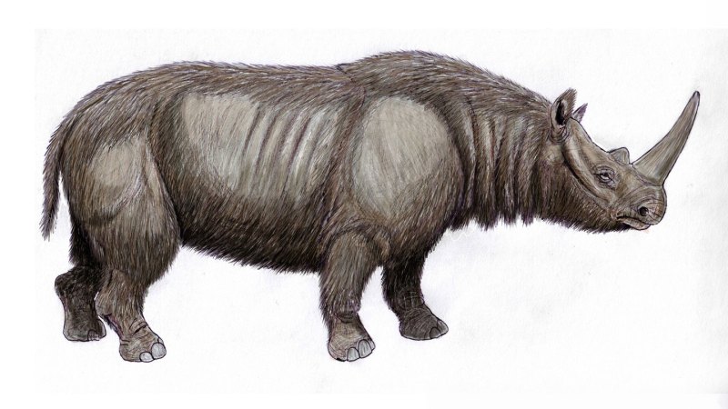Neandertals used rhinoceros teeth as tools