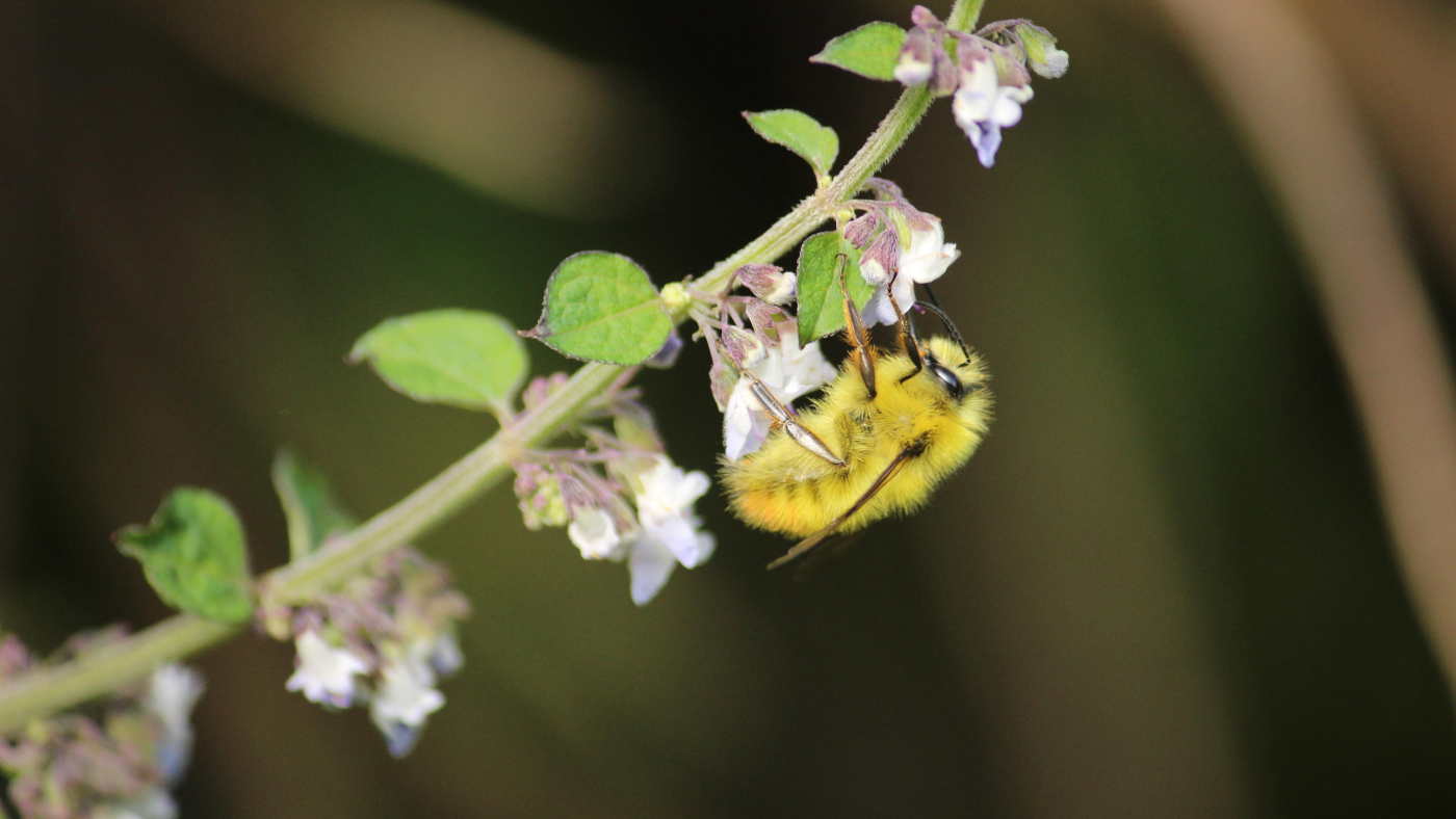 Preserving pollinators is good for health — and income