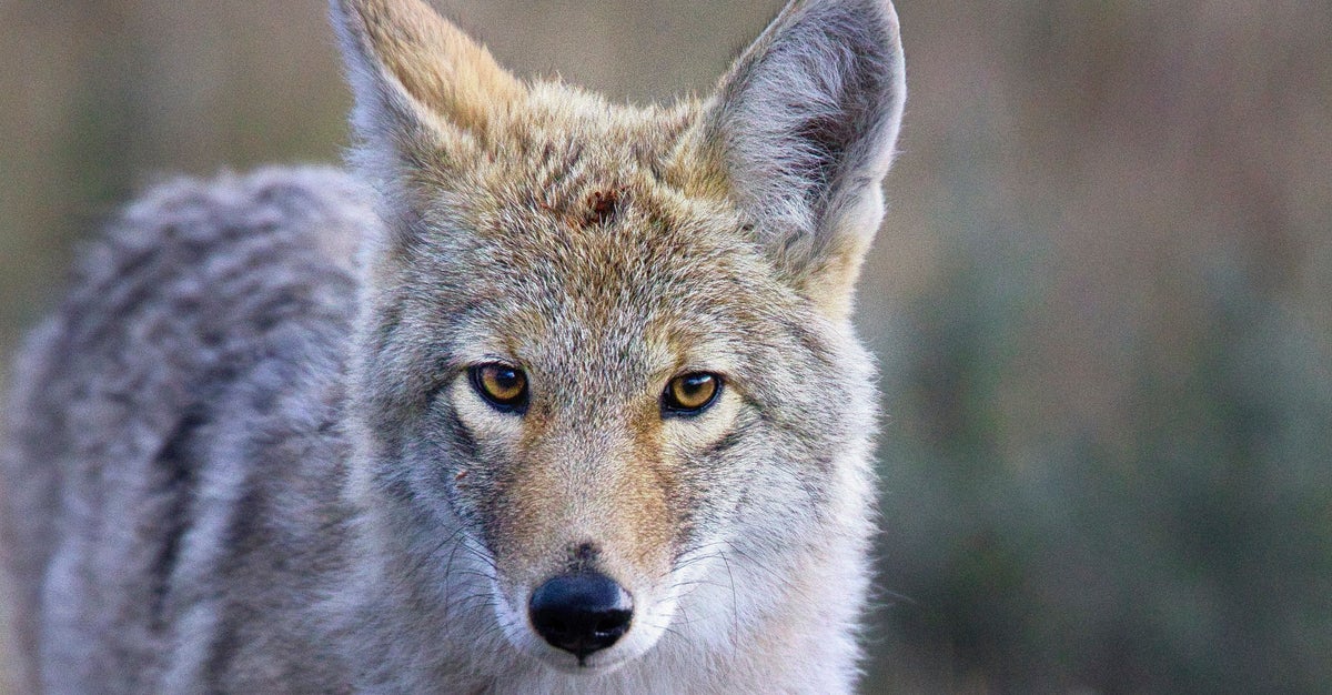 Male Coyote Stuns Biologists By Swimming 2 Miles To Alcatraz Island