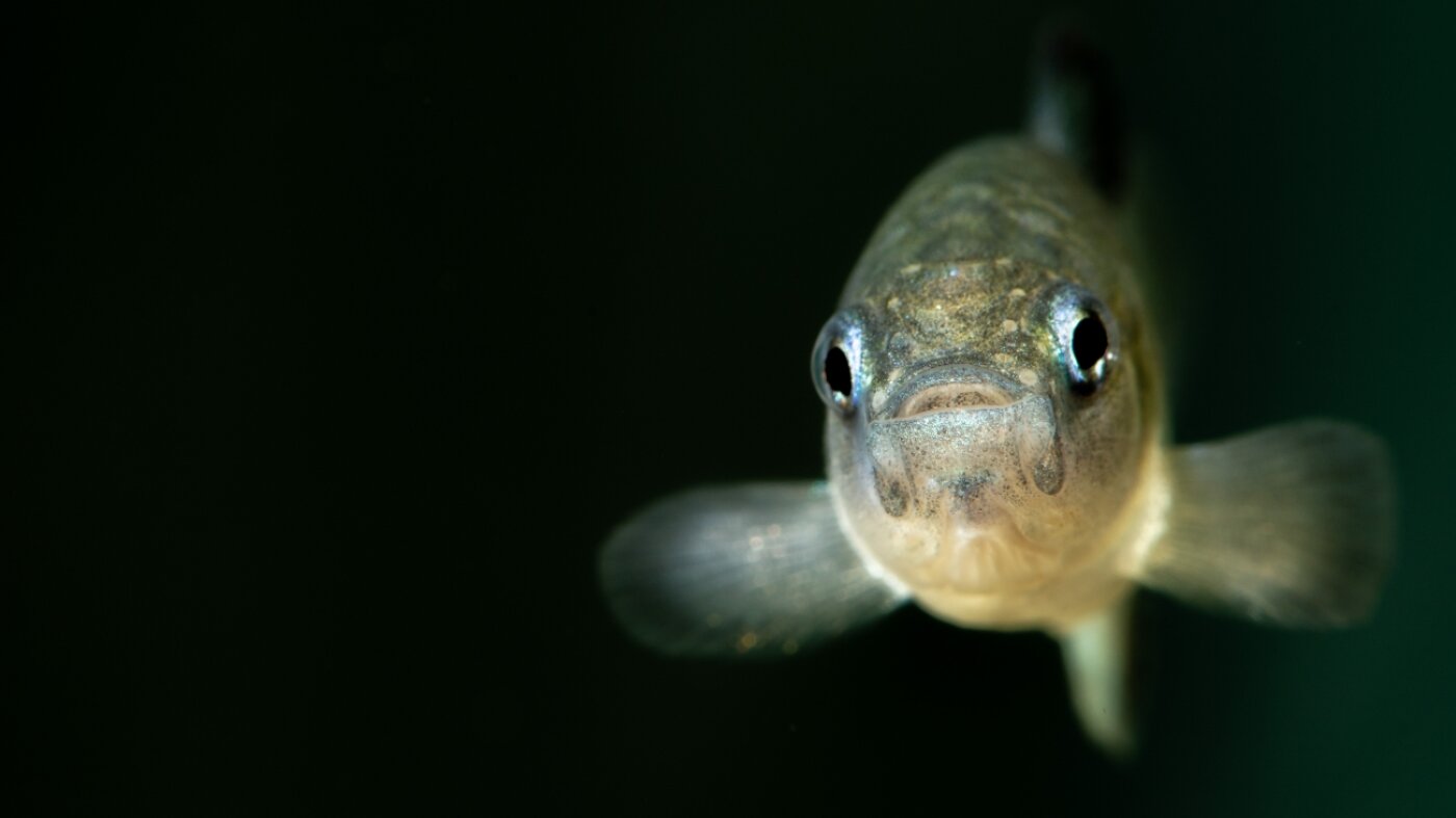 As federal scientists faced turmoil, the Devils Hole pupfish reached a crisis point