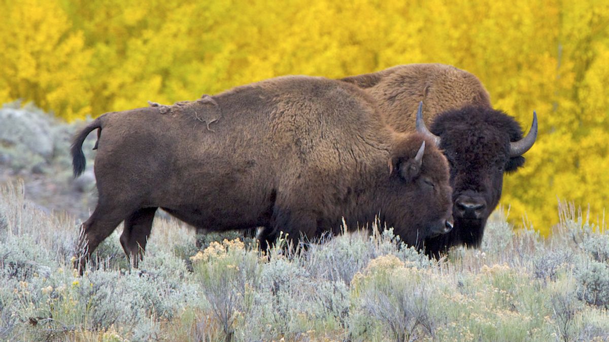 Is Trump admin evicting bison from federal land? Unpacking government proposal