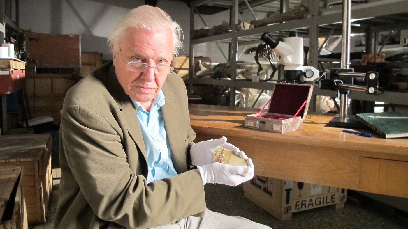 David Attenborough celebrates his 100th birthday