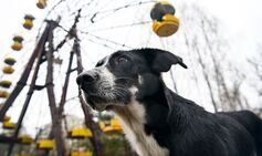 Dogs in Chernobyl are ‘evolving’ faster than normal, groundbreaking study shows