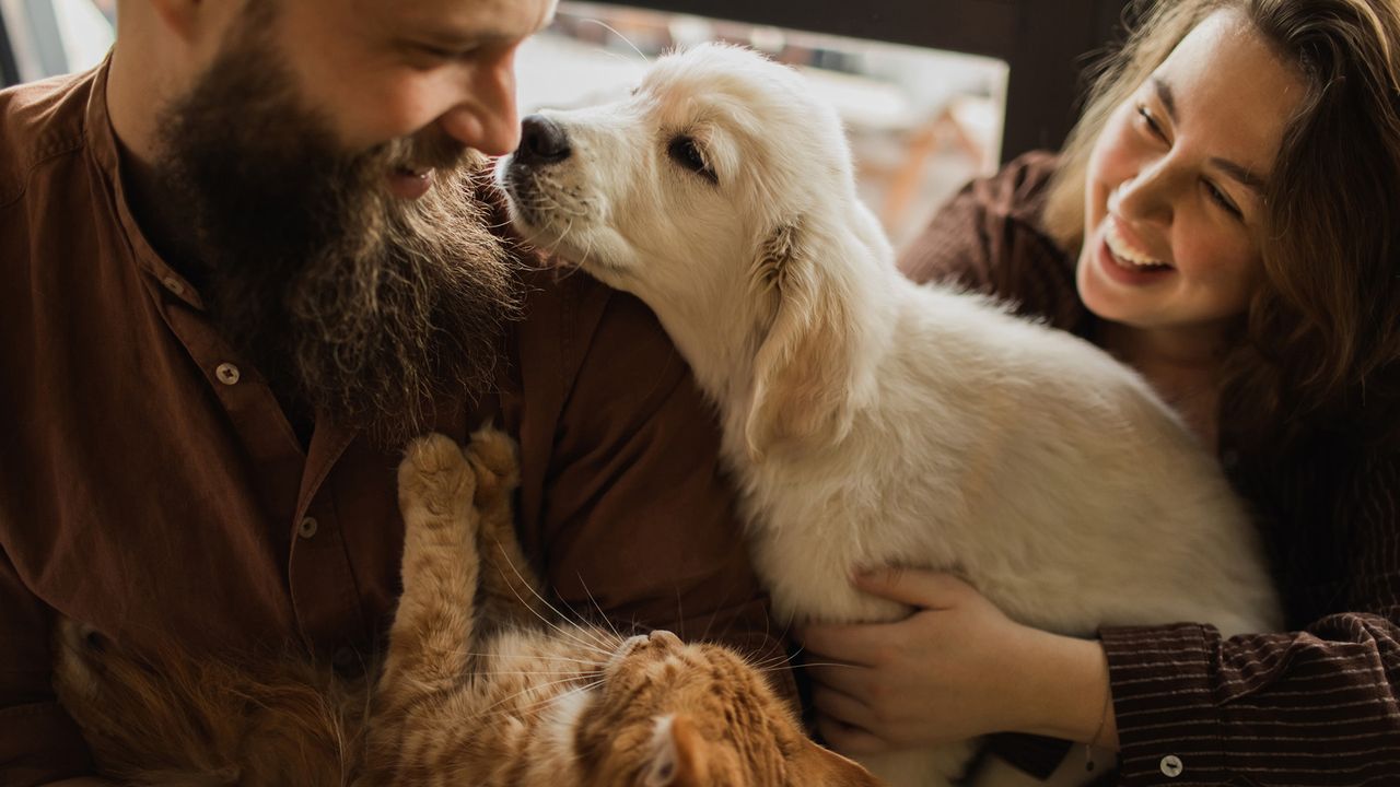 Are we more closely related to cats or dogs?