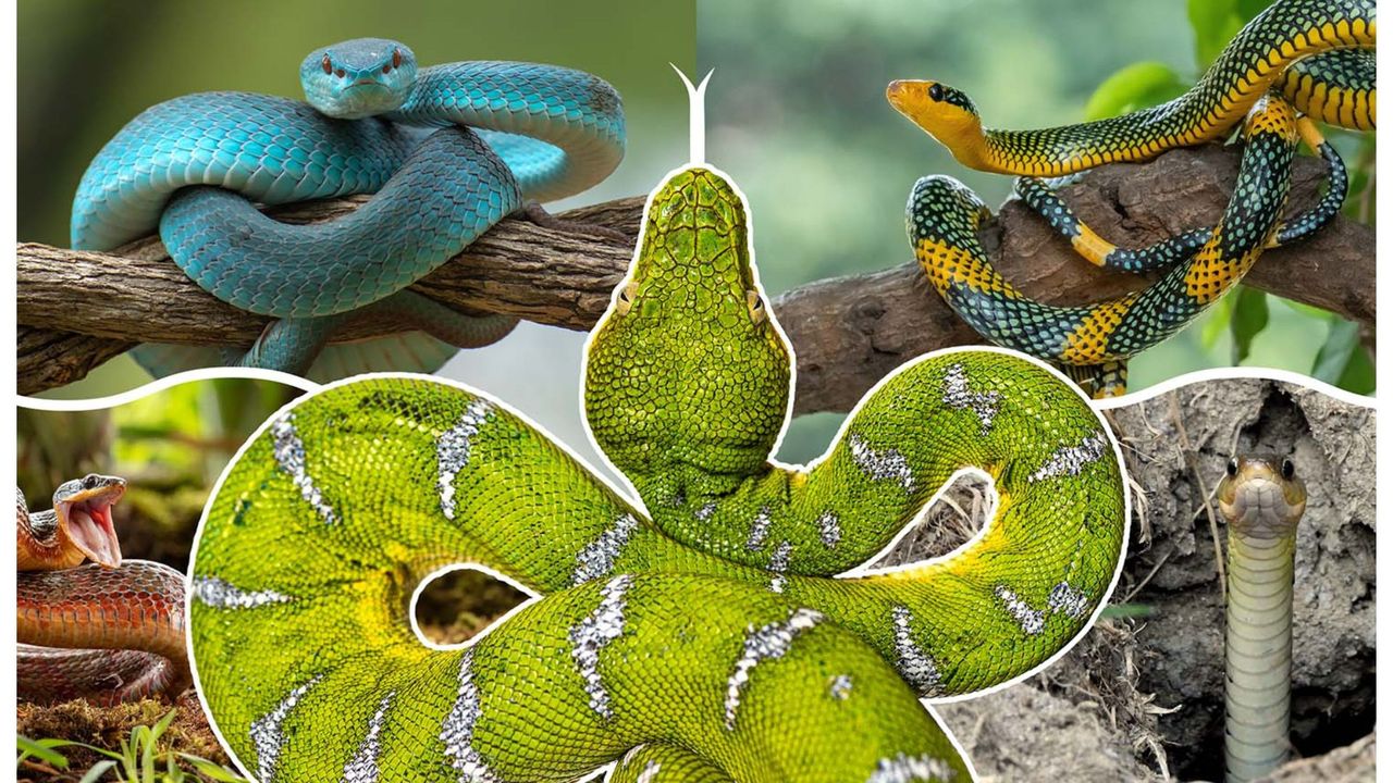 ‘More than 100 million years of evolution’: How snakes evolved and lost their legs