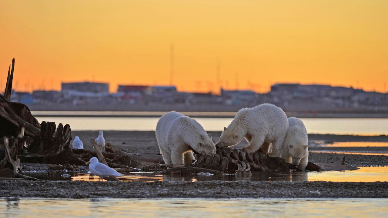 More polar bears are approaching human sites as the climate warms, and it’s not just the skinny ones