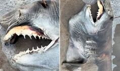 Frightening dead creature with nail teeth and stick in dark eye washes up on beach