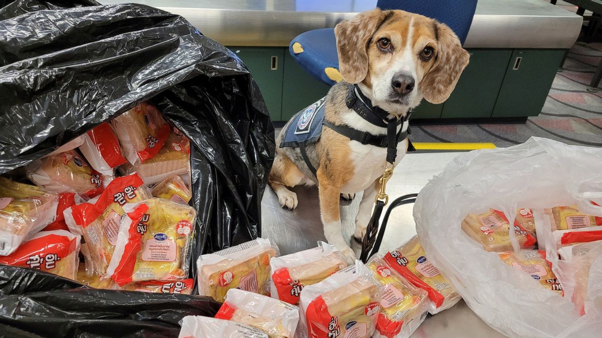Did clever K-9 discover 100 smuggled pork, chicken sandwiches from Thai 7-Eleven in airport bust?