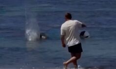 Tourist faces brutal justice after attacking beloved Hawaiian seal with rock