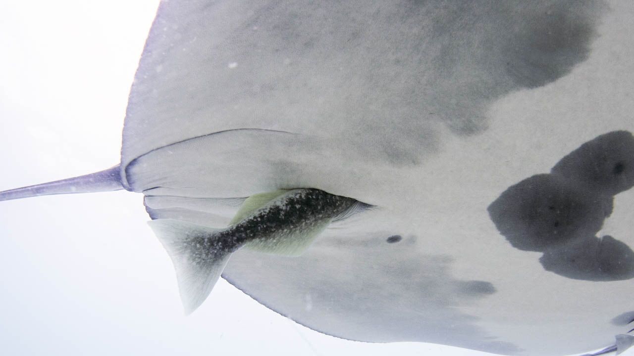 ‘A combination of amazement and horror’: Hitchhiker fish hide in manta ray buttholes