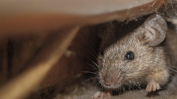 Cleaning out the shed or cottage for spring? Here’s how to protect yourself from hantavirus