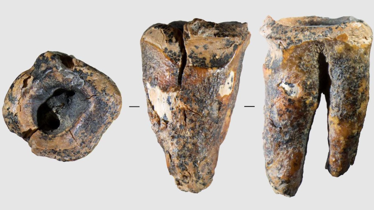 ‘Exceptional’ drilled tooth reveals Neanderthals practiced dentistry in Siberia 60,000 years ago