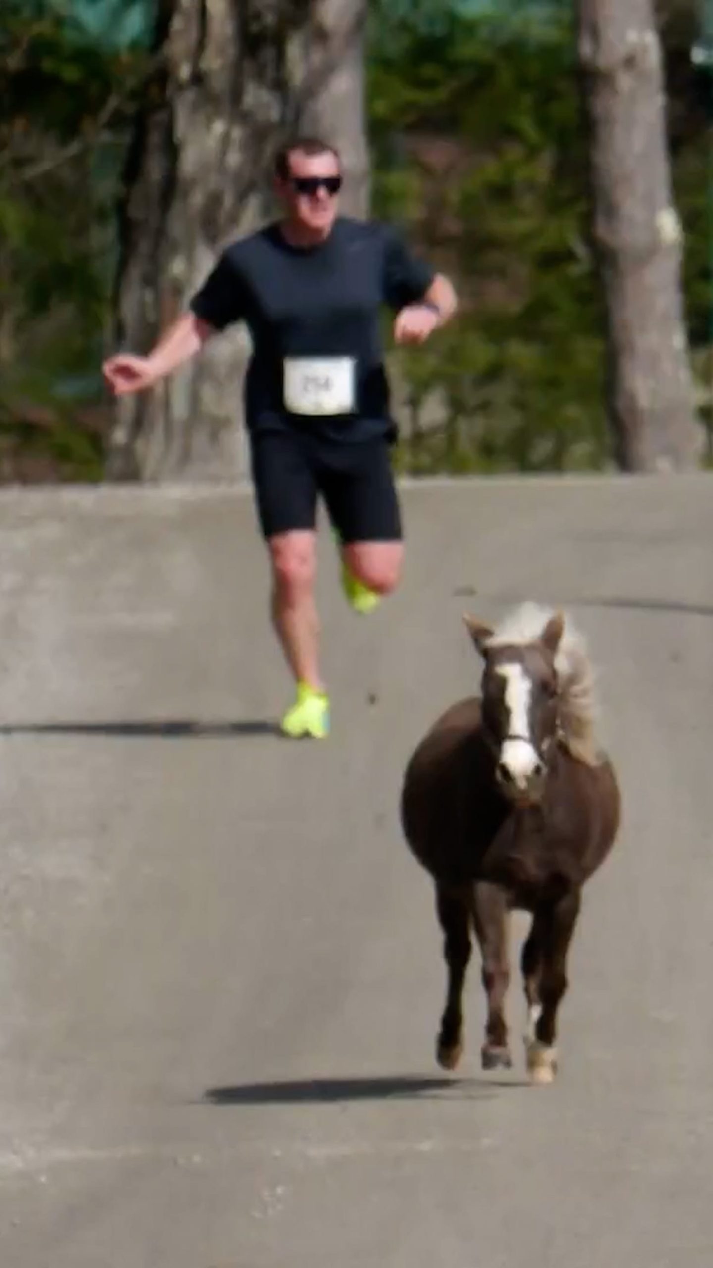 Mini horses interrupt runners at local race in Vermont