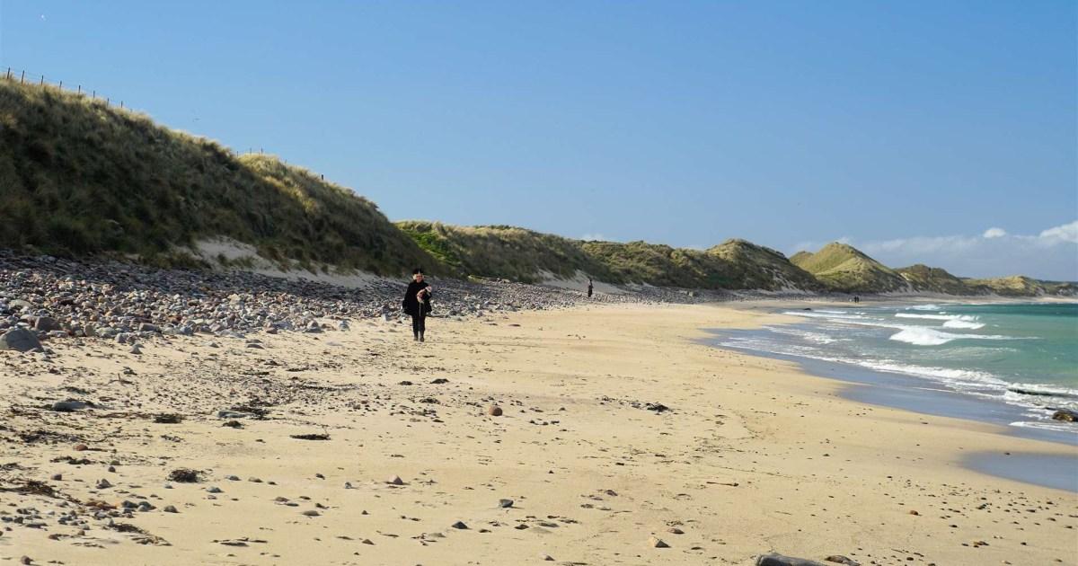 Plague of mating flies swarm Scottish beach just weeks after beetle invasion