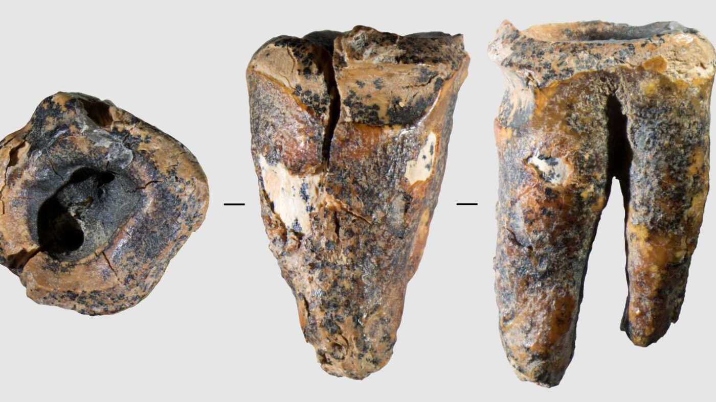 Neanderthals may have drilled out a cavity 59,000 years ago