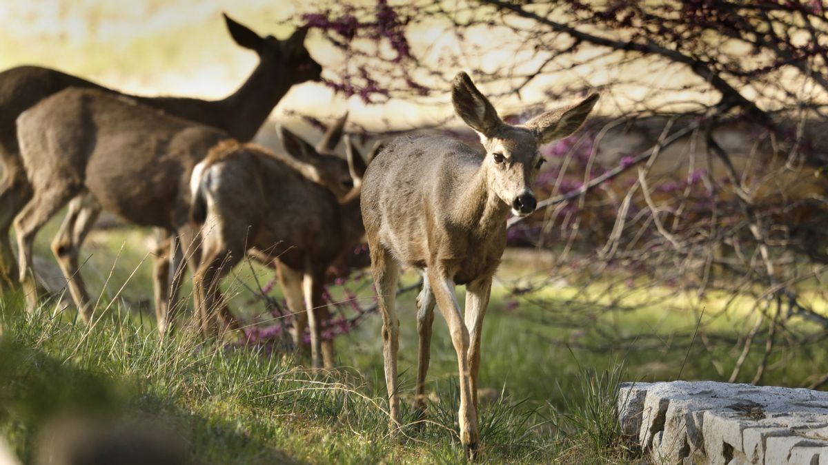Is Trump allowing hunting in national parks? We tracked down the facts