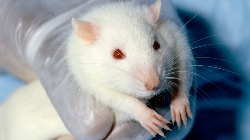 Female rats like a different kind of tickling than males