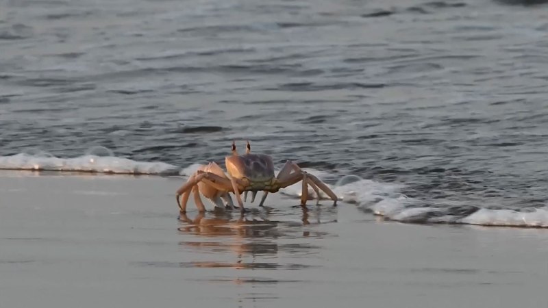 Crabs’ sideways walk may have evolved just once