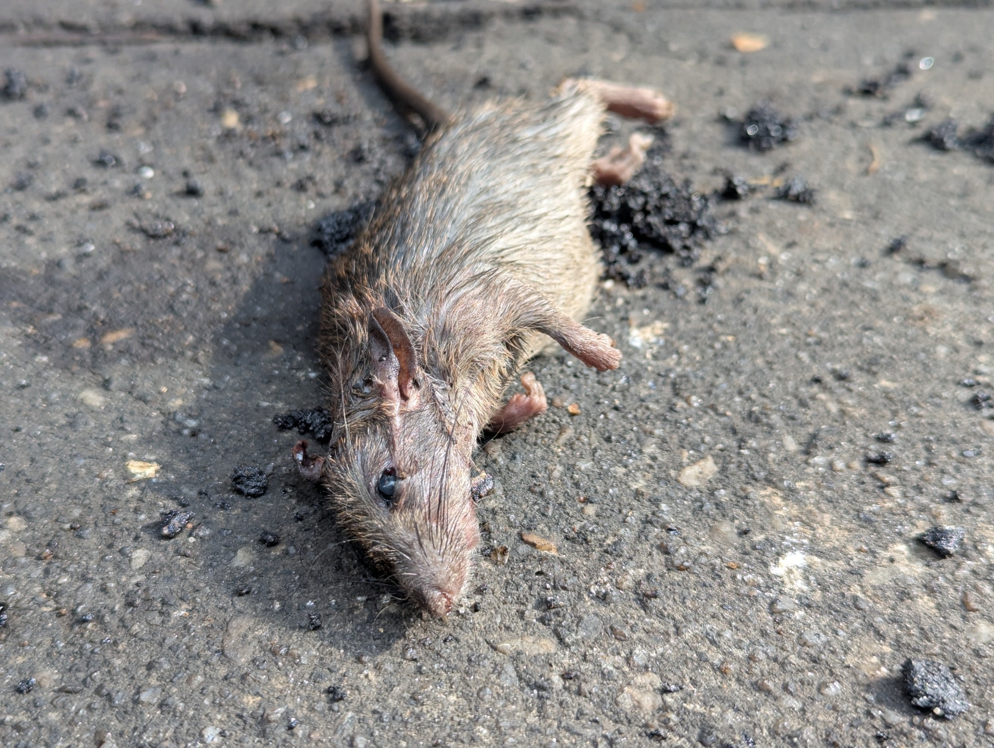 How Andes virus super-spreaders reveal the risk behind the MV Hondius hantavirus cluster