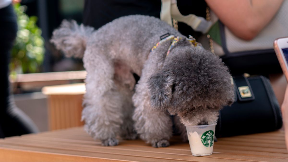 Is Starbucks changing pet-friendly policy to become halal-certified? Here’s the truth