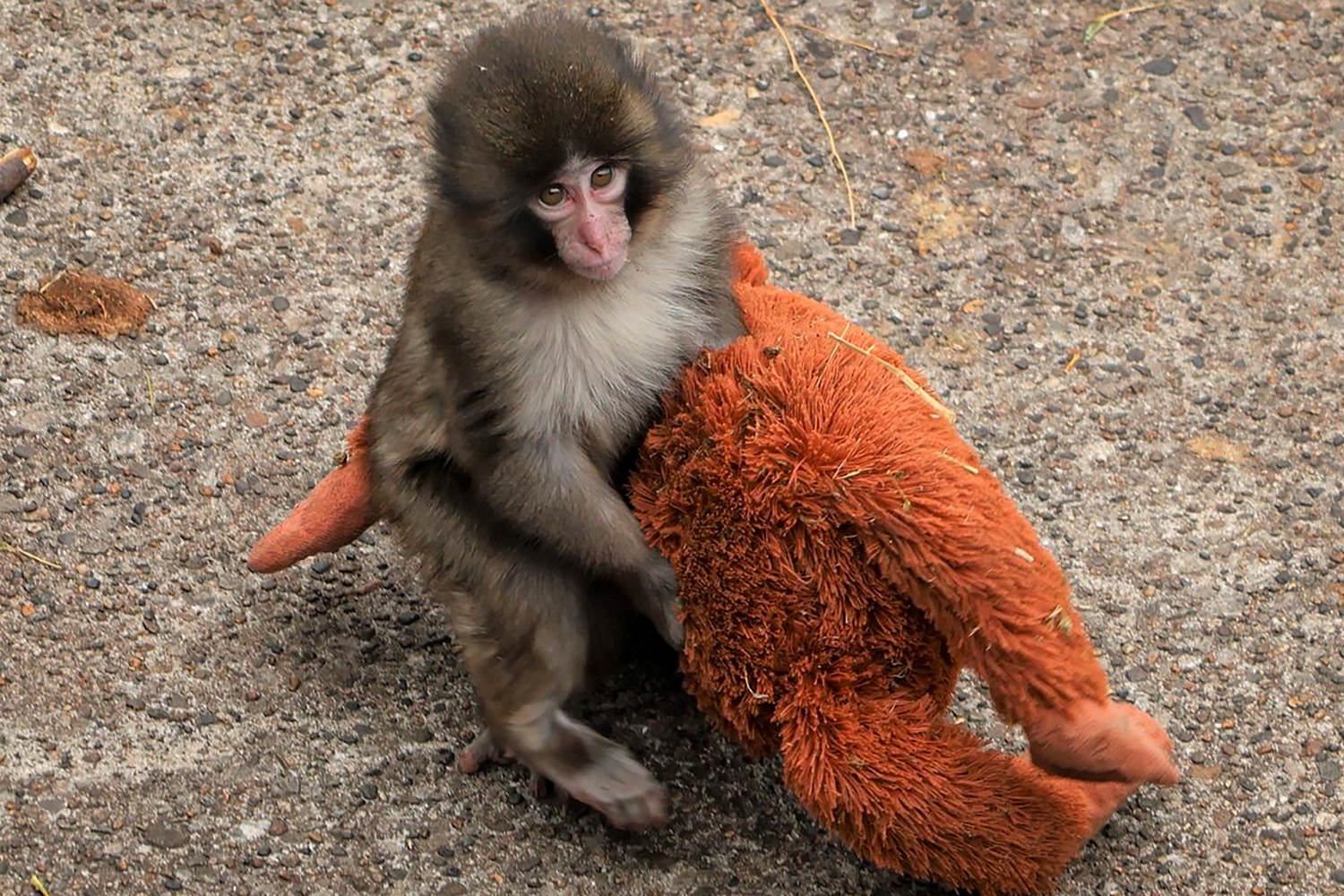 2 arrested after breaking into Punch the monkey enclosure in Japan, zoo says