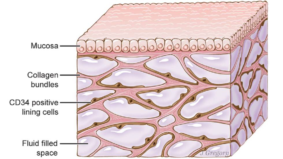 A blast from the past: The “interstitium,” the inspiration for that recent awful NYT acupuncture article