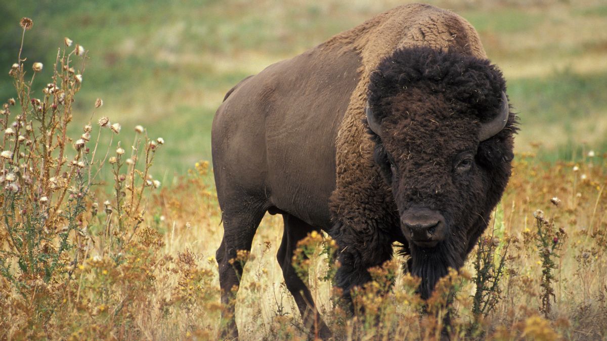 Breaking down claim Trump admin is evicting bison from federal land