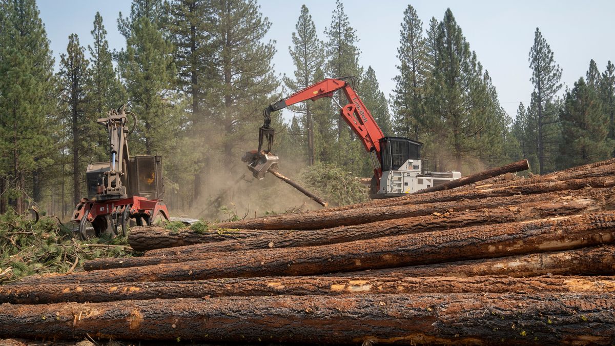 Forest Service, timber companies are spraying weedkiller glyphosate on forests. We dug into proof