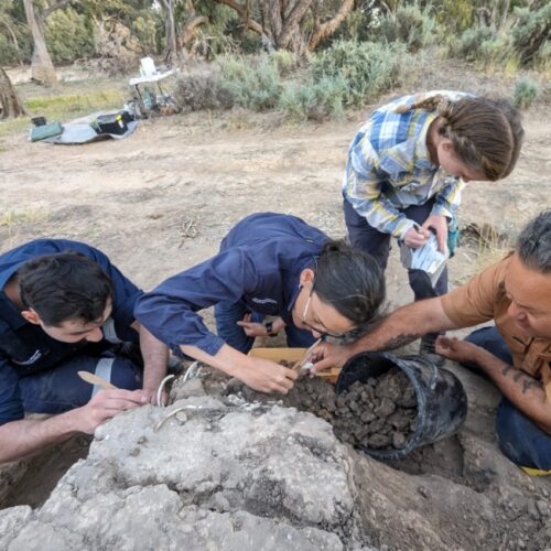 Australian Aboriginals cared for a dingo’s grave for decades