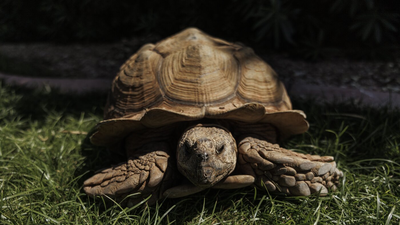 It takes a village – or a Phoenix suburb – to wrangle a wayward tortoise