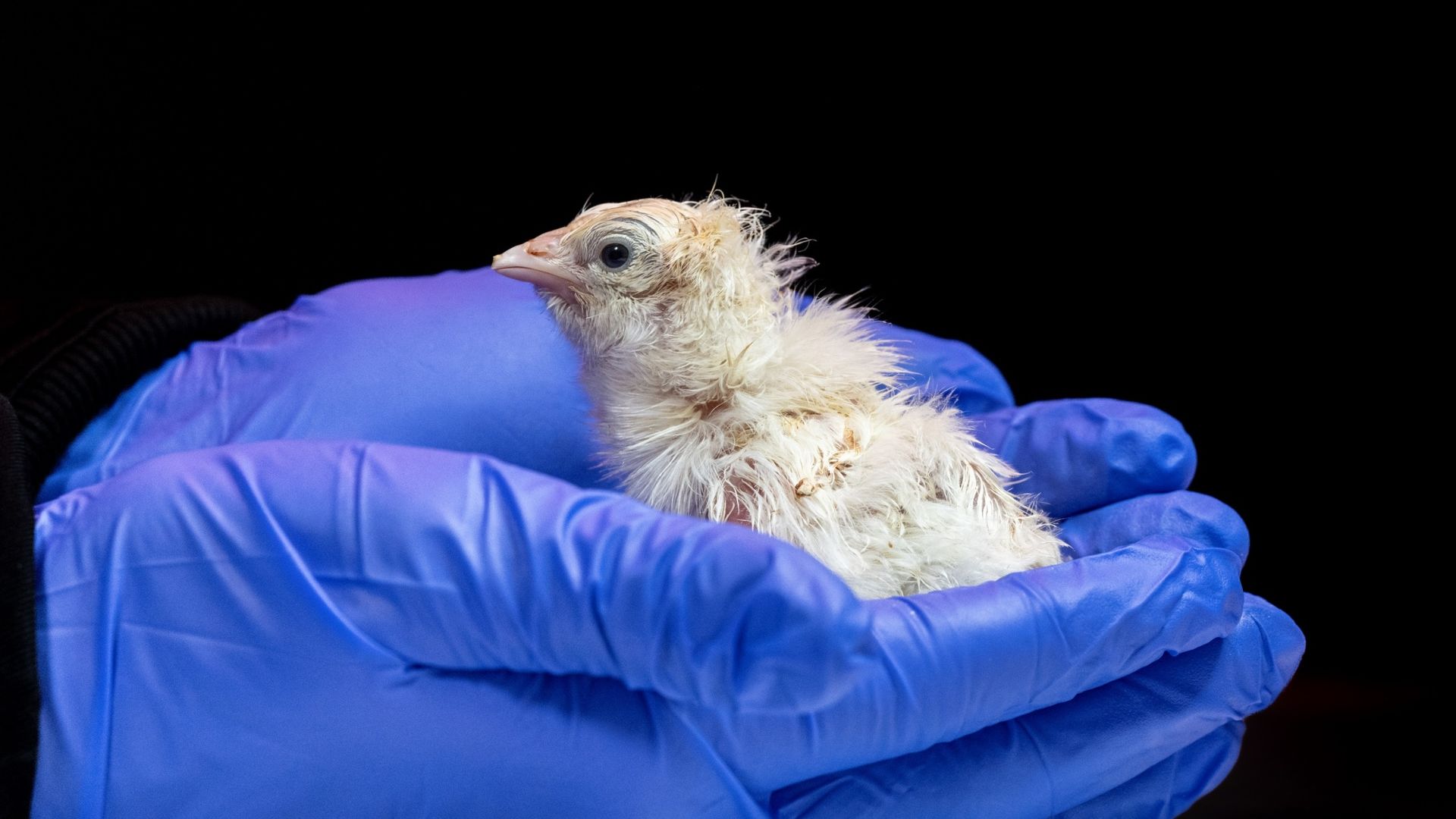 Pictured: First chicks hatched from artificial eggs, according to de-extinction firm