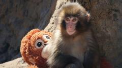 Two men arrested over stunt at enclosure of famous monkey Punch