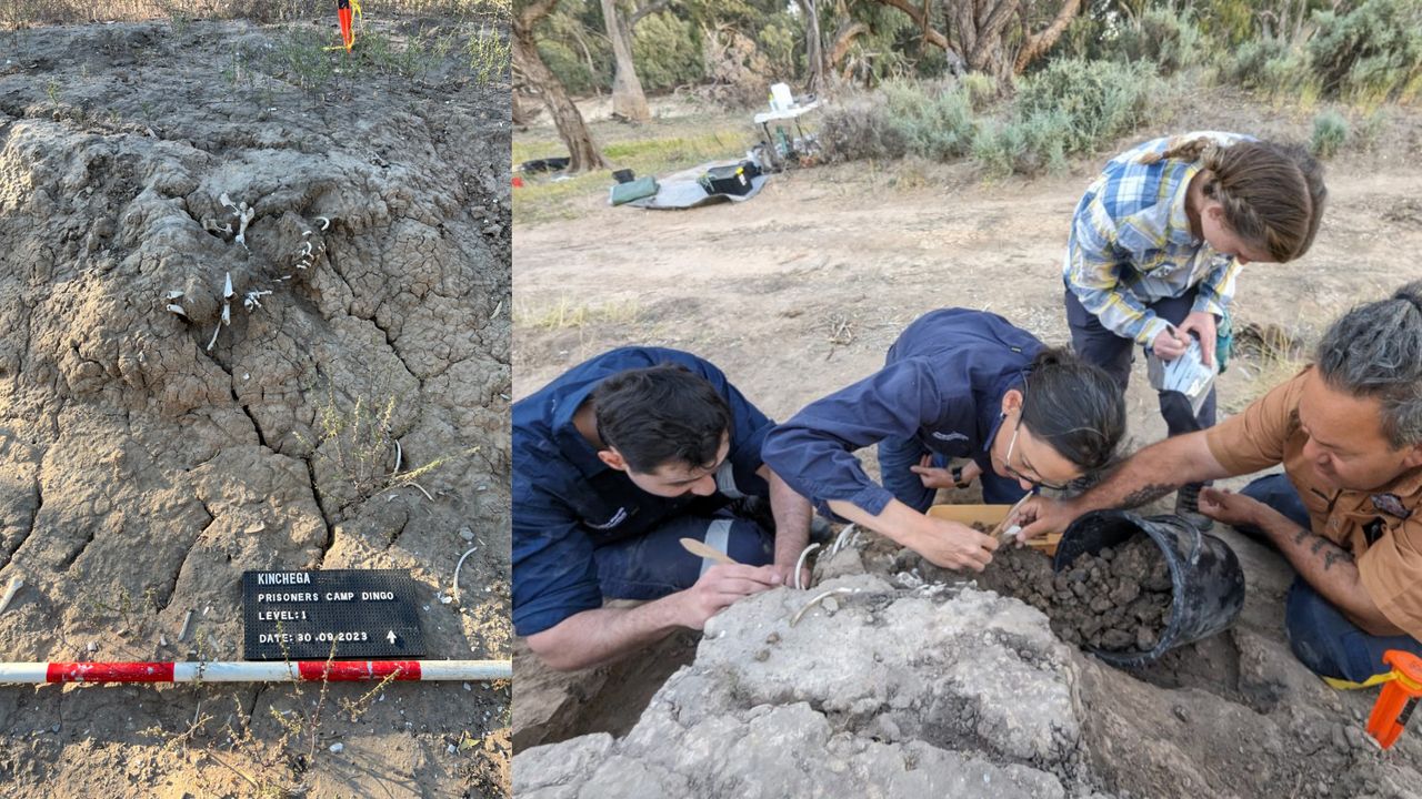950-year-old burial of a pet dingo reveals unique archaeological evidence of humans ritually ‘feeding’ a grave