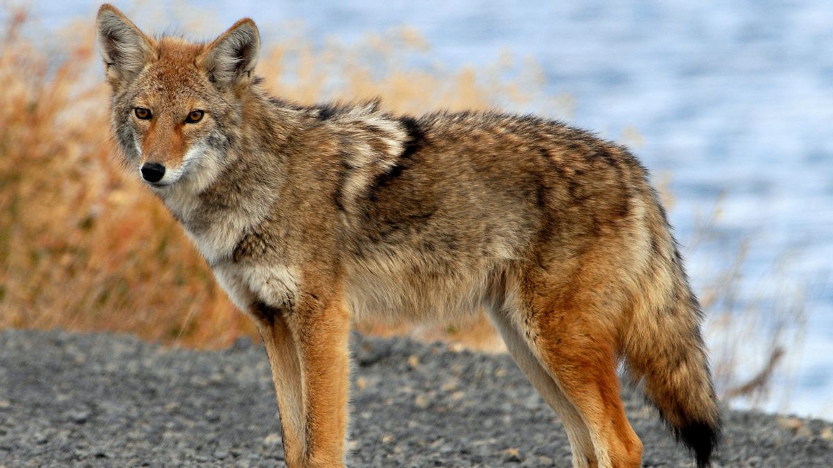 Trump administration lifted ban on ‘cyanide bomb’ used to kill animals on public lands