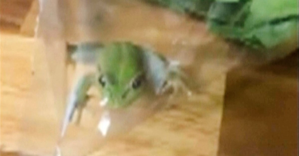 Aussie Farmer Discovers Live Frog In Grocery Store Salad Bag
